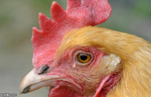 Sad Chicken | _ | image tagged in sad chicken | made w/ Imgflip meme maker