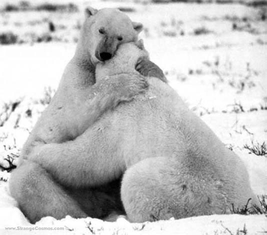 High Quality Polar bear hug Blank Meme Template
