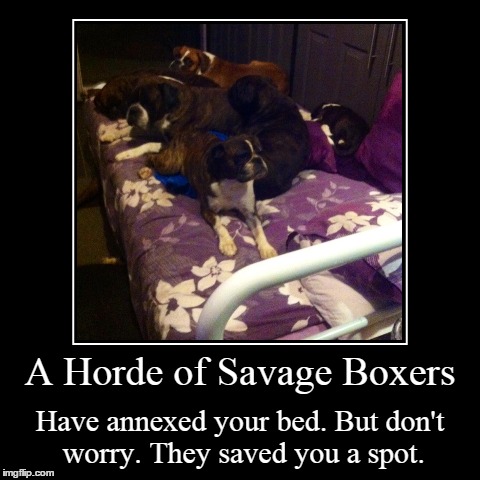 The Horde | image tagged in funny,demotivationals,dogs,boxers | made w/ Imgflip demotivational maker