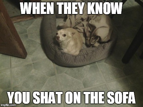 WHEN THEY KNOW YOU SHAT ON THE SOFA | image tagged in whiskey the dog | made w/ Imgflip meme maker
