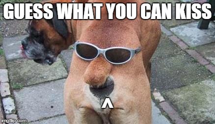 GUESS WHAT YOU CAN KISS ^ | image tagged in dog face | made w/ Imgflip meme maker