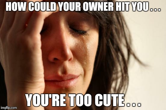 First World Problems Meme | HOW COULD YOUR OWNER HIT YOU . . . YOU'RE TOO CUTE . . . | image tagged in memes,first world problems | made w/ Imgflip meme maker