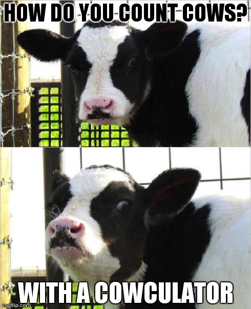 cows | HOW DO YOU COUNT COWS? WITH A COWCULATOR | image tagged in cows,puns | made w/ Imgflip meme maker