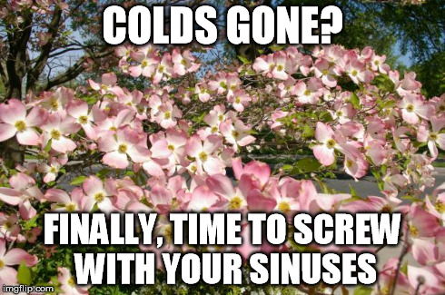 Got Spring? | COLDS GONE? FINALLY, TIME TO SCREW WITH YOUR SINUSES | image tagged in got spring | made w/ Imgflip meme maker