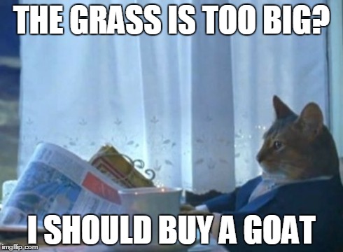 I Should Buy A Boat Cat | THE GRASS IS TOO BIG? I SHOULD BUY A GOAT | image tagged in memes,i should buy a boat cat | made w/ Imgflip meme maker