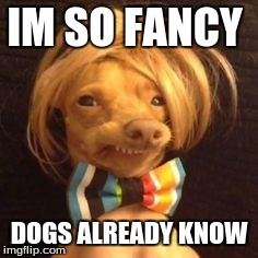 phteven dog | IM SO FANCY DOGS ALREADY KNOW | image tagged in phteven dog | made w/ Imgflip meme maker