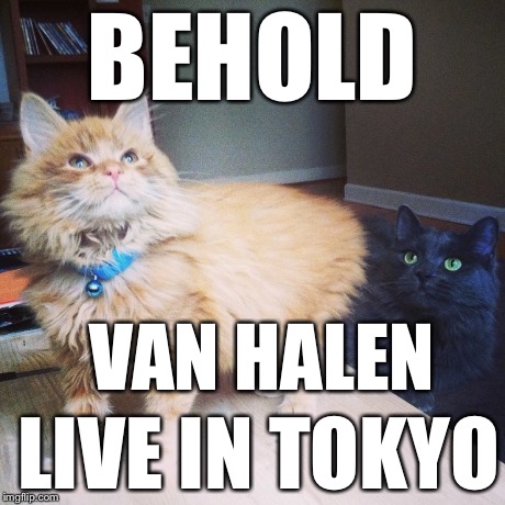 Rod Lee | BEHOLD LIVE IN TOKYO VAN HALEN | image tagged in cats | made w/ Imgflip meme maker