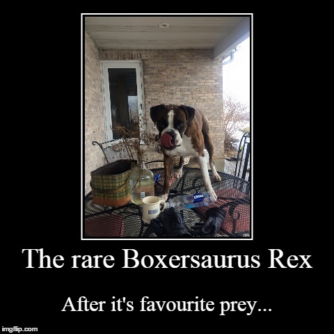 Boxersaurus | image tagged in funny,demotivationals,dogs,boxers | made w/ Imgflip demotivational maker