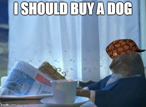 I Should Buy A Boat Cat | I SHOULD BUY A DOG | image tagged in memes,i should buy a boat cat,scumbag | made w/ Imgflip meme maker