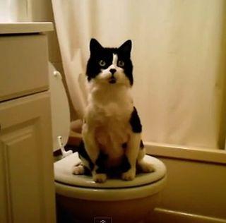 High Quality Cat on Toilet Blank Meme Template