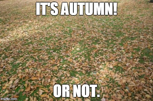 IT'S AUTUMN! OR NOT. | image tagged in autumn | made w/ Imgflip meme maker