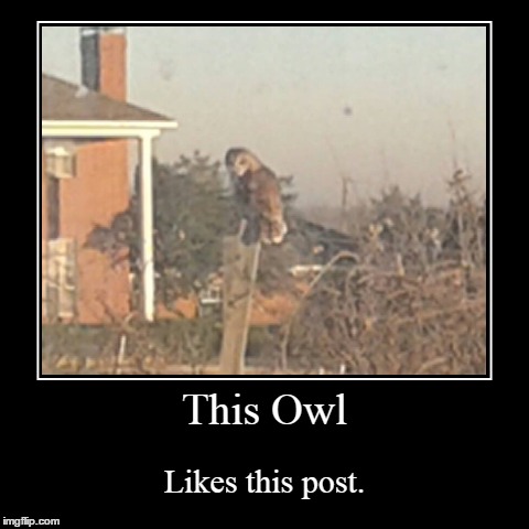 Like | image tagged in funny,demotivationals,owls,birds | made w/ Imgflip demotivational maker