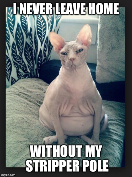 I NEVER LEAVE HOME WITHOUT MY STRIPPER POLE | image tagged in kitty | made w/ Imgflip meme maker