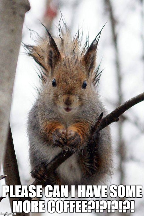PLEASE CAN I HAVE SOME MORE COFFEE?!?!?!?! | image tagged in squirrel,coffee | made w/ Imgflip meme maker