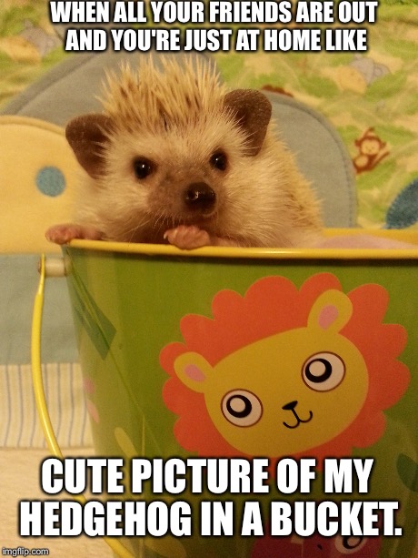Hedgehog in a Bucket | WHEN ALL YOUR FRIENDS ARE OUT AND YOU'RE JUST AT HOME LIKE CUTE PICTURE OF MY HEDGEHOG IN A BUCKET. | image tagged in hedgehog,bucket,cute,when all your friends are out,my life,introvert | made w/ Imgflip meme maker