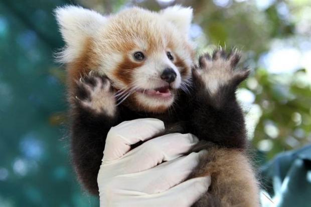 Celebratory (Red) Panda Blank Meme Template