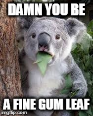 fine gum leaf | DAMN YOU BE A FINE GUM LEAF | image tagged in koala | made w/ Imgflip meme maker