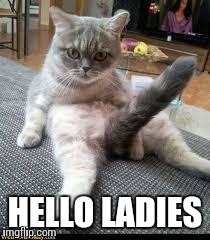 HELLO LADIES | image tagged in hello ladies | made w/ Imgflip meme maker