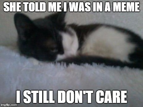 She didn't care when I told her and then proceed to sleep on that pillow | SHE TOLD ME I WAS IN A MEME I STILL DON'T CARE | image tagged in cats,i don't care,death stare | made w/ Imgflip meme maker