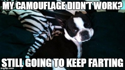 MY CAMOUFLAGE DIDN'T WORK? STILL GOING TO KEEP FARTING | image tagged in boston terrier,fart | made w/ Imgflip meme maker