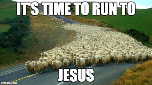 sheep | IT'S TIME TO RUN TO JESUS | image tagged in sheep | made w/ Imgflip meme maker