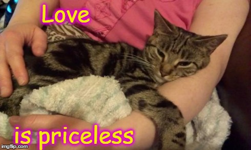 Kookie Cat UK | Love is priceless | image tagged in kookie cat uk,cat,love | made w/ Imgflip meme maker