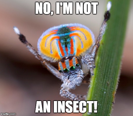 Peacock Spider | NO, I'M NOT AN INSECT! | image tagged in spider,insect,arachnid | made w/ Imgflip meme maker