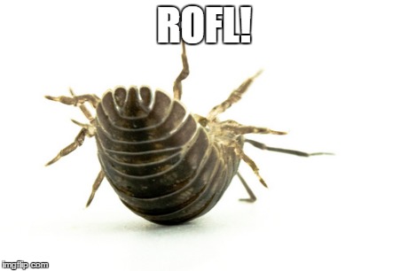 ROFL | ROFL! | image tagged in rofl,pill bug,crustacean,arthropod,not insect | made w/ Imgflip meme maker