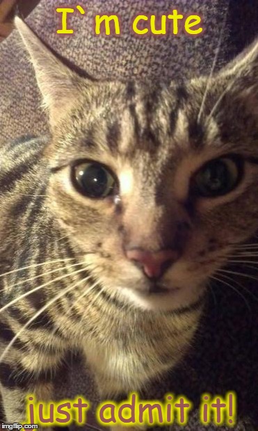 Kookie Cat UK | I`m cute just admit it! | image tagged in kookie cat uk cute,cat,funny | made w/ Imgflip meme maker