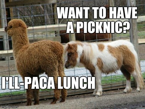 Alpaca: I'll-Paca Lunch | WANT TO HAVE A PICKNIC? I'LL-PACA LUNCH | image tagged in alpaca horse,memes,meme,puns,funny,funny memes | made w/ Imgflip meme maker