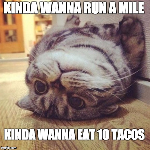 indecisive cat  | KINDA WANNA RUN A MILE KINDA WANNA EAT 10 TACOS | image tagged in taco,cats | made w/ Imgflip meme maker