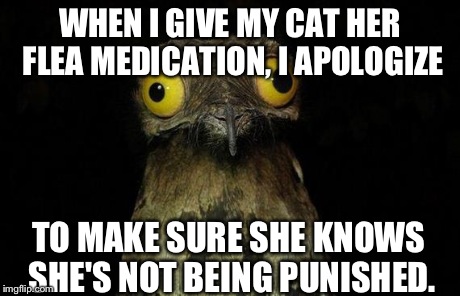 Weird Stuff I Do Potoo | WHEN I GIVE MY CAT HER FLEA MEDICATION, I APOLOGIZE TO MAKE SURE SHE KNOWS SHE'S NOT BEING PUNISHED. | image tagged in memes,weird stuff i do potoo | made w/ Imgflip meme maker
