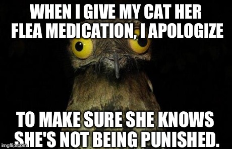 Weird Stuff I Do Potoo Meme | WHEN I GIVE MY CAT HER FLEA MEDICATION, I APOLOGIZE TO MAKE SURE SHE KNOWS SHE'S NOT BEING PUNISHED. | image tagged in memes,weird stuff i do potoo | made w/ Imgflip meme maker