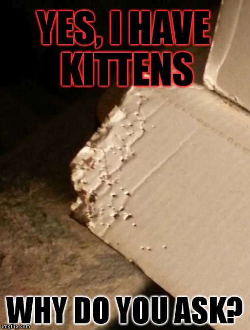 Yes, I have kittens! | YES, I HAVE KITTENS WHY DO YOU ASK? | image tagged in kitten,cat,empty boxes | made w/ Imgflip meme maker