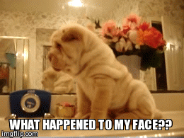 What happened to  my face?? | WHAT HAPPENED TO MY FACE?? | image tagged in gifs | made w/ Imgflip video-to-gif maker
