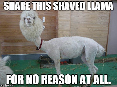 SHARE THIS SHAVED LLAMA FOR NO REASON AT ALL. | image tagged in shaved llama,llama | made w/ Imgflip meme maker