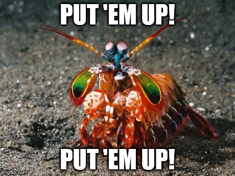 Peacock Mantis Shrimp | PUT 'EM UP! PUT 'EM UP! | image tagged in peacock mantis shrimp,crustacean,fighting,street figher | made w/ Imgflip meme maker