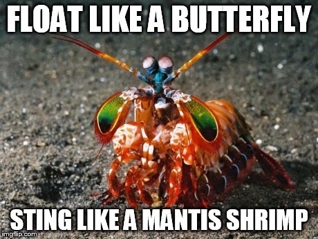 Float Like a Butterfly | FLOAT LIKE A BUTTERFLY STING LIKE A MANTIS SHRIMP | image tagged in peacock mantis shrimp,muhammad ali,fight,colors,peacock | made w/ Imgflip meme maker