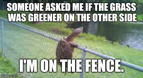 SOMEONE ASKED ME IF THE GRASS WAS GREENER ON THE OTHER SIDE I'M ON THE FENCE. | image tagged in turtles | made w/ Imgflip meme maker