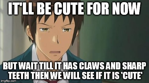 Kyon WTF | IT'LL BE CUTE FOR NOW BUT WAIT TILL IT HAS CLAWS AND SHARP TEETH THEN WE WILL SEE IF IT IS 'CUTE' | image tagged in kyon wtf | made w/ Imgflip meme maker