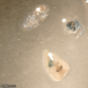 image tagged in gifs | made w/ Imgflip images-to-gif maker