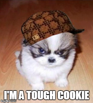 I'M A TOUGH COOKIE | image tagged in tough cookie,angry puppy,tough puppy | made w/ Imgflip meme maker