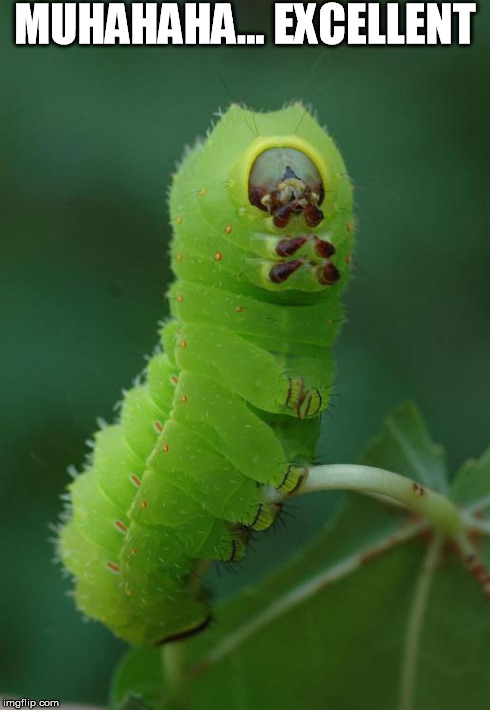 evil luna moth | MUHAHAHA... EXCELLENT | image tagged in moth,evil,haha,mr burns,simpsons,caterpillar | made w/ Imgflip meme maker