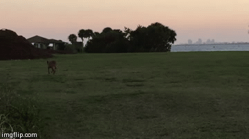 dementorbeach | image tagged in gifs,harrypotter | made w/ Imgflip video-to-gif maker