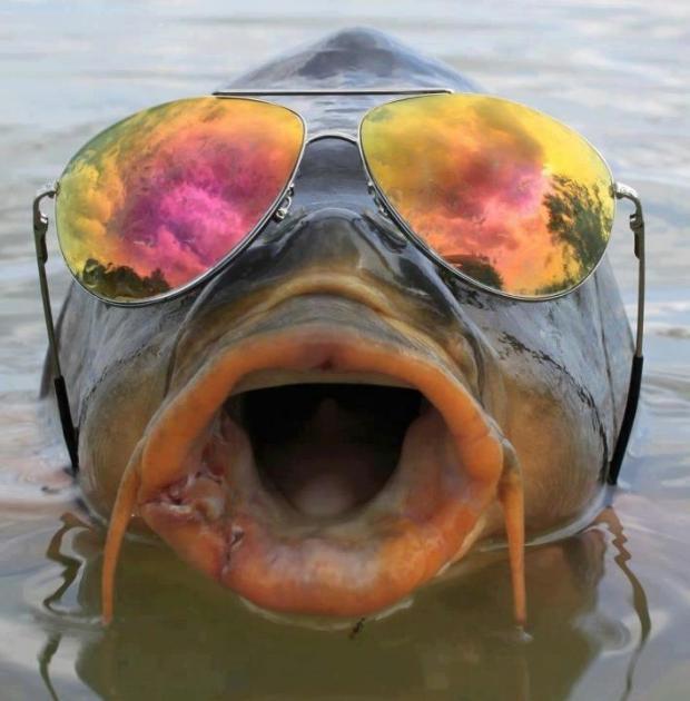 carpa Blank Meme Template