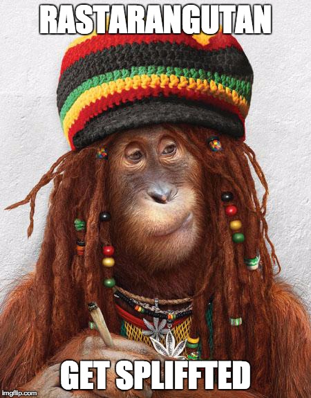 Stoned Monkey | RASTARANGUTAN GET SPLIFFTED | image tagged in monkey,monkeys,too damn high,high,drugs,stoned | made w/ Imgflip meme maker