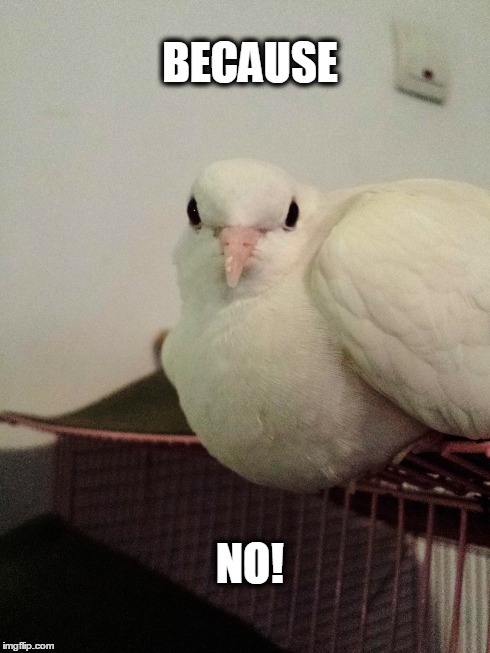 Because Dove | BECAUSE NO! | image tagged in angry bird,arrogant bird,arrogant,smart,smart bird | made w/ Imgflip meme maker