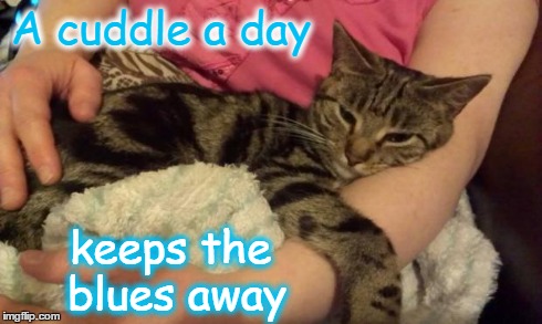 Kookie Cat UK | A cuddle a day keeps the blues away | image tagged in kookie cat uk,love,cat | made w/ Imgflip meme maker