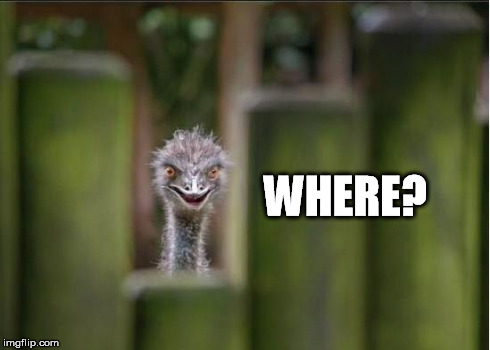 autruche watch | WHERE? | image tagged in autruche watch | made w/ Imgflip meme maker