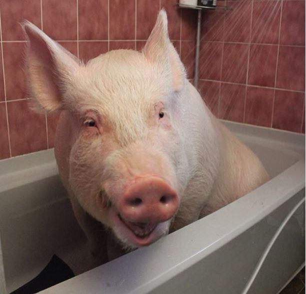 High Quality pig in bathtub Blank Meme Template